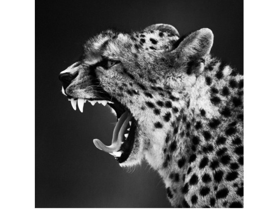 Акустические стеновые панели MOMENTI LB-007