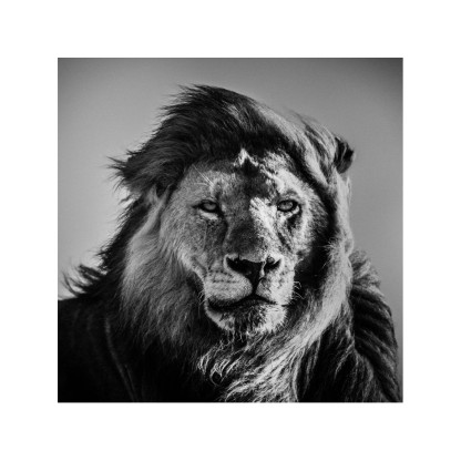 Акустические стеновые панели MOMENTI LB-005