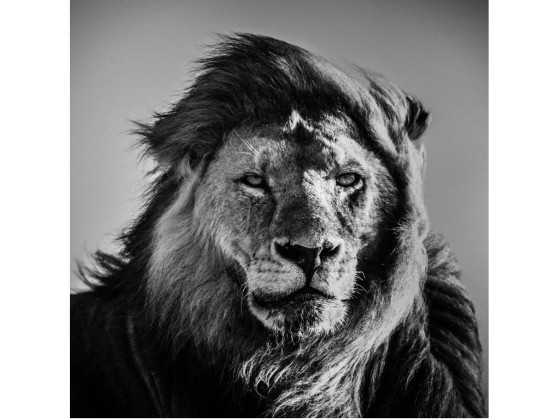 Акустические стеновые панели MOMENTI LB-005