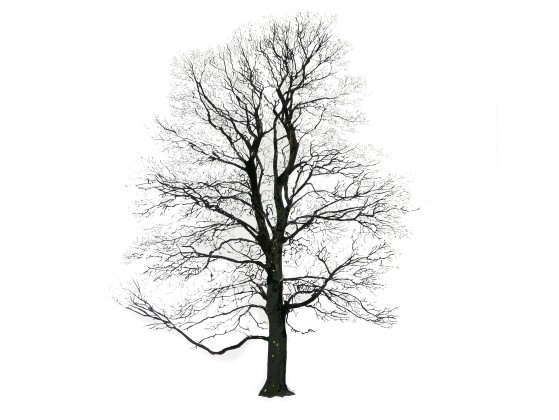 Картина Magis TREE WINTER