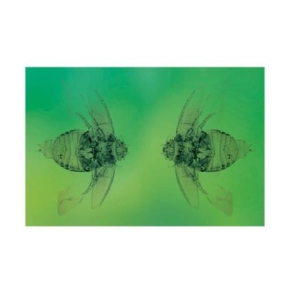 Акустические стеновые панели Moroso THE BEETLES