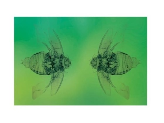 Акустические стеновые панели Moroso THE BEETLES