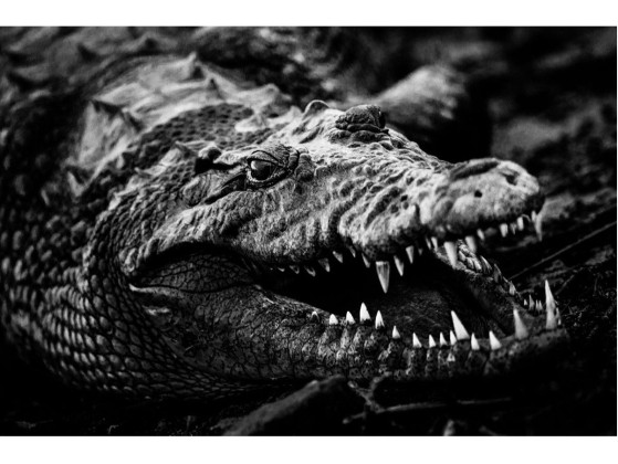 Акустические стеновые панели MOMENTI LB-016