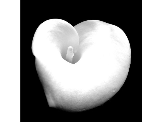 Печать на холсте Adriani e Rossi edizioni FLOWERS