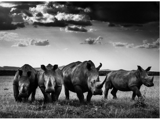 Акустические стеновые панели MOMENTI LB-014