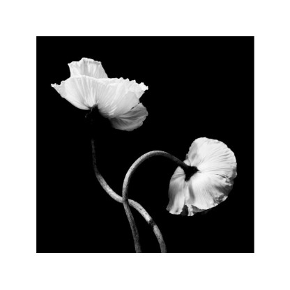 Фотографии Alidem DUE PAPAVERI