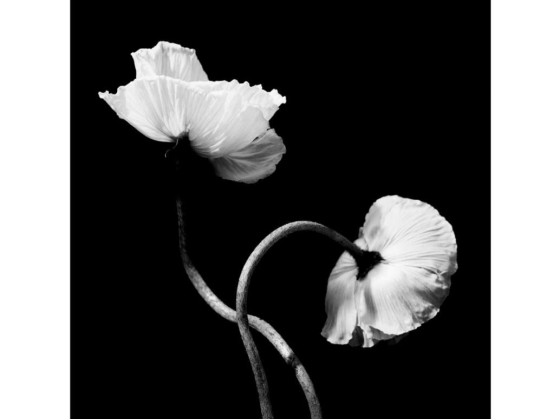 Фотографии Alidem DUE PAPAVERI