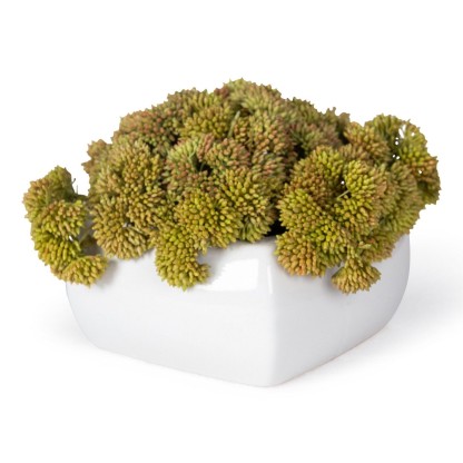 Ваза VGnewtrend SQUARE SEDUM PLANT