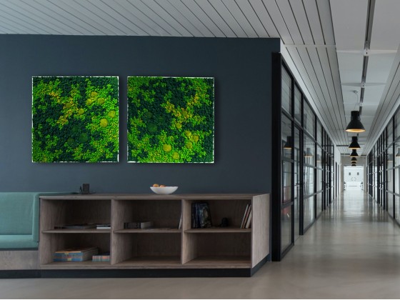 Рама с декоративными растениями Freund GmbH EVERGREEN PREMIUM MOSS PICTURES