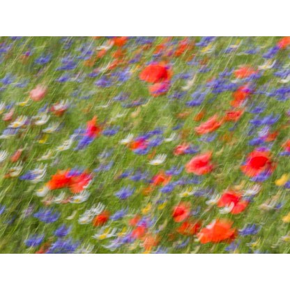 Фотографии Alidem BALLETTO FLOREALE