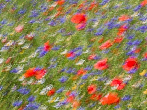 Фотографии Alidem BALLETTO FLOREALE