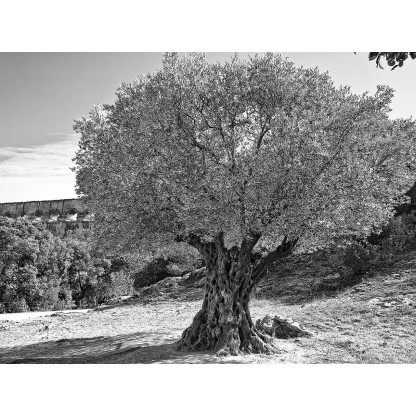 Фотографии Alidem PONT DU GARD