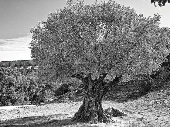 Фотографии Alidem PONT DU GARD