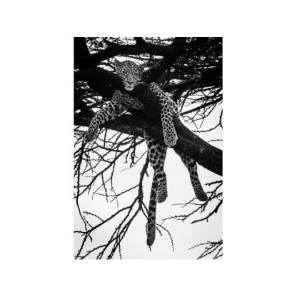 Акустические стеновые панели MOMENTI LB-002