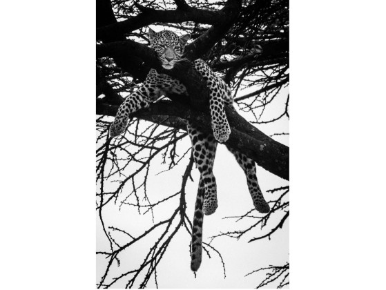 Акустические стеновые панели MOMENTI LB-002