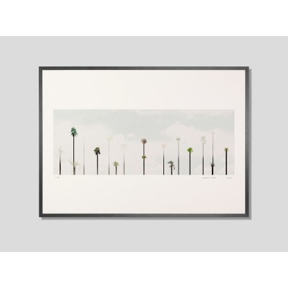 Плакат DESPLANS PIPHYTES PANOPTIQUES