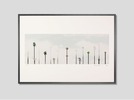 Плакат DESPLANS PIPHYTES PANOPTIQUES