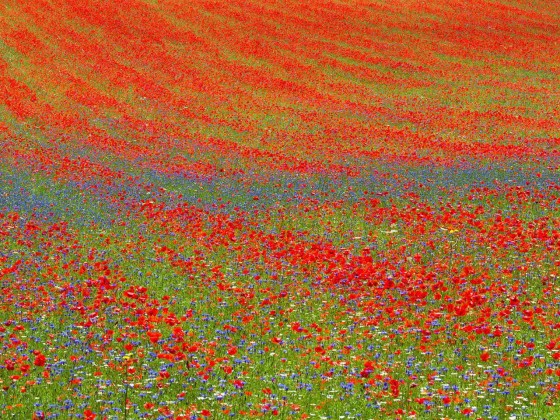 Фотографии Alidem LA FIORITURA