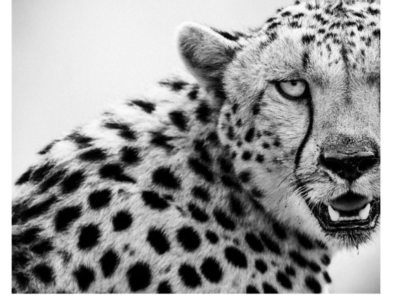 Акустические стеновые панели MOMENTI LB-010