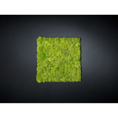 Рамы с декоративными растениями VGnewtrend POLEMOSS