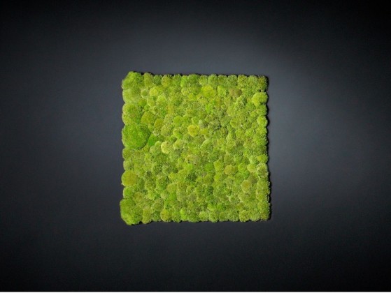 Рамы с декоративными растениями VGnewtrend POLEMOSS