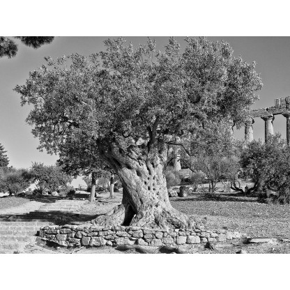 Фотографии Alidem AGRIGENTO
