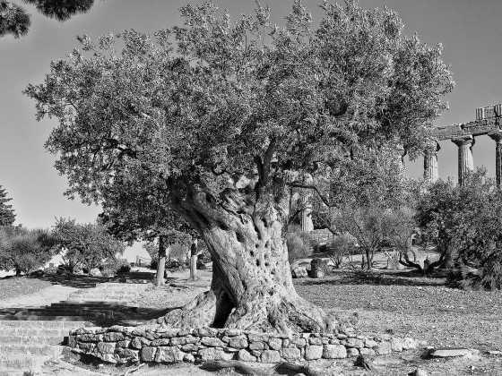 Фотографии Alidem AGRIGENTO