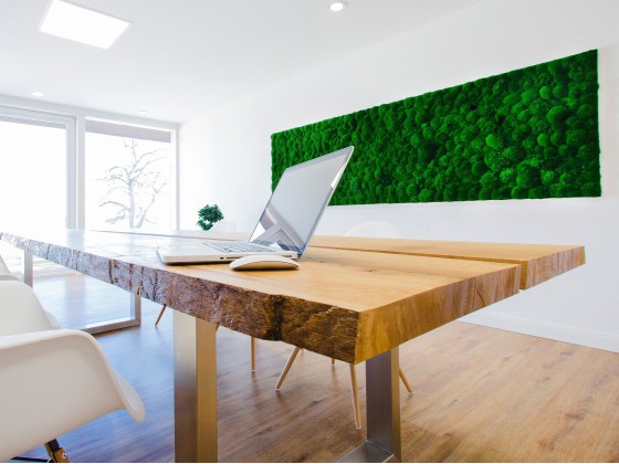 Рамы с декоративными растениями Freund GmbH GREENHILL MOSS PICTURES