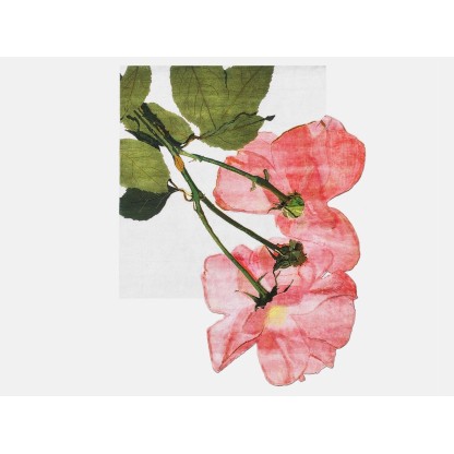 Ковер HENZEL STUDIO ENGLISH ROSE