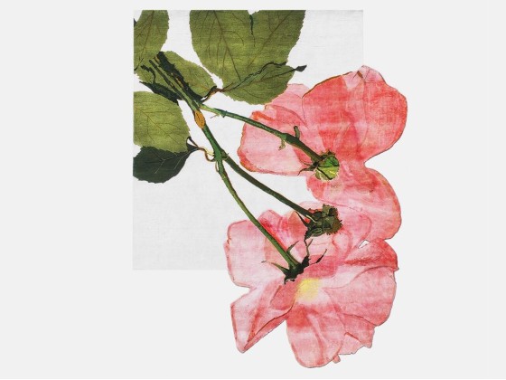 Ковер HENZEL STUDIO ENGLISH ROSE