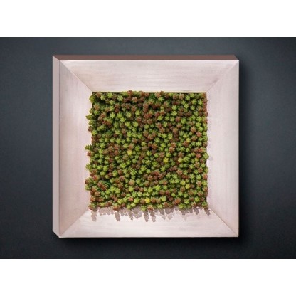 Рама с декоративными растениями VGnewtrend SEDUM