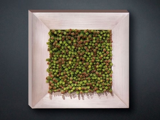 Рама с декоративными растениями VGnewtrend SEDUM
