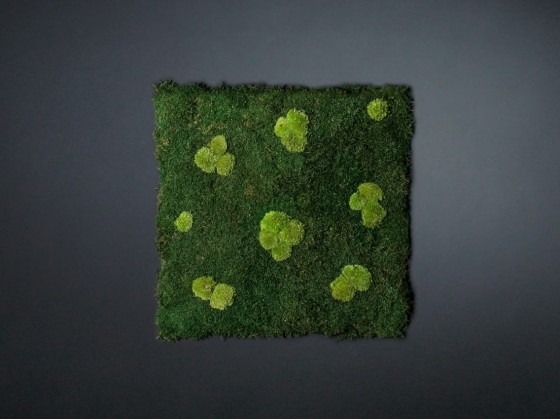 Рамы с декоративными растениями VGnewtrend FLATMOSS CON POLEMOSS