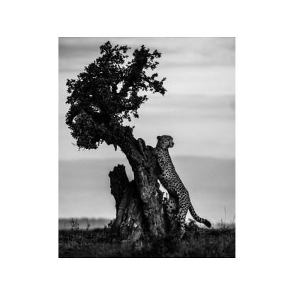 Акустические стеновые панели MOMENTI LB-004