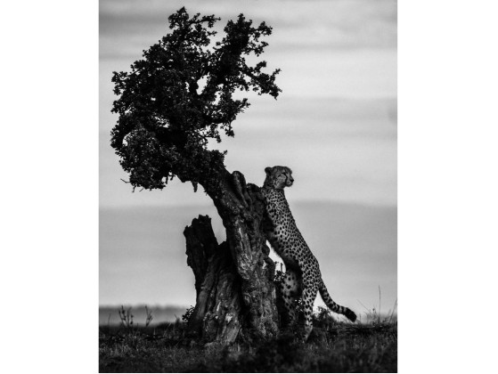 Акустические стеновые панели MOMENTI LB-004