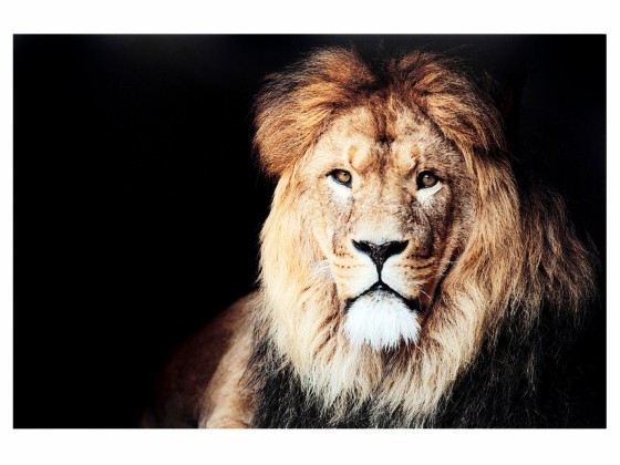 Печатает на стекле KARE Design KING OF LION