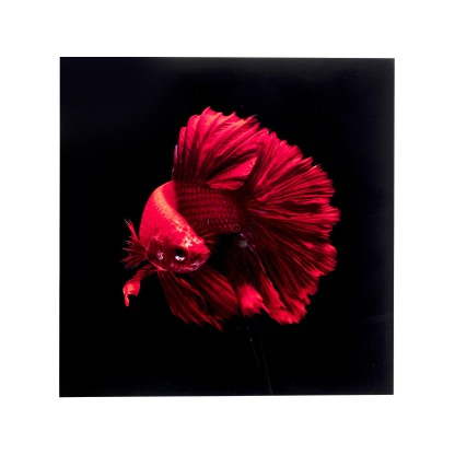 Картина KARE Design FIRE FISH