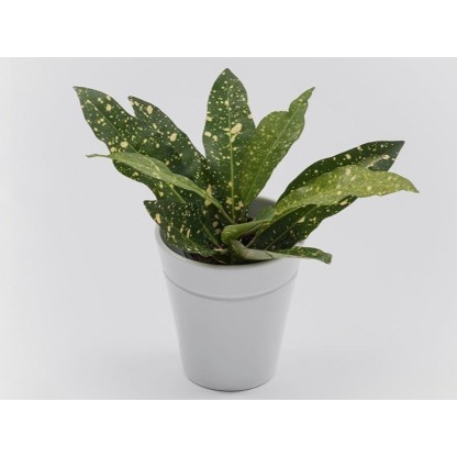 Ваза Danese Milano WINDOW GARDEN VASE