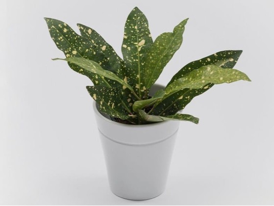 Ваза Danese Milano WINDOW GARDEN VASE