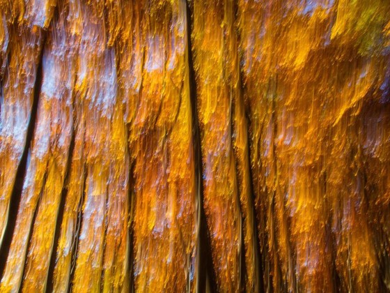 Фотографии Alidem FIAMME D'AUTUNNO