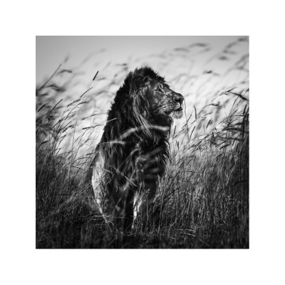 Акустические стеновые панели MOMENTI LB-011