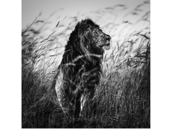 Акустические стеновые панели MOMENTI LB-011