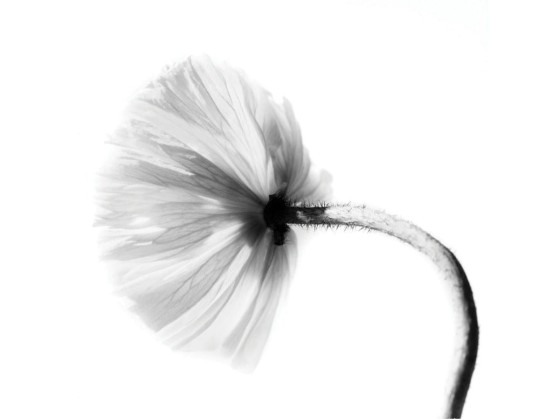 Фотографии Alidem PAPAVERO