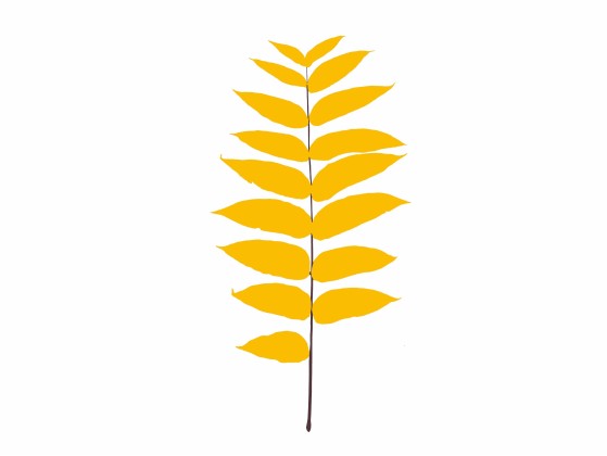 Трафаретный декор Magis LEAVES JUGLANS NIGRA