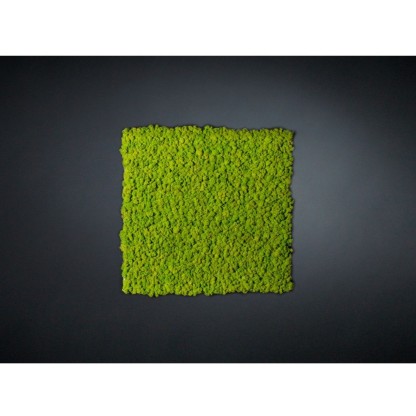 Рама с декоративными растениями VGnewtrend LICHENE