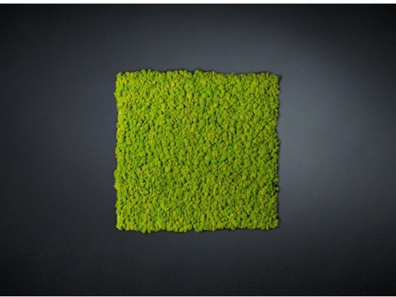 Рама с декоративными растениями VGnewtrend LICHENE