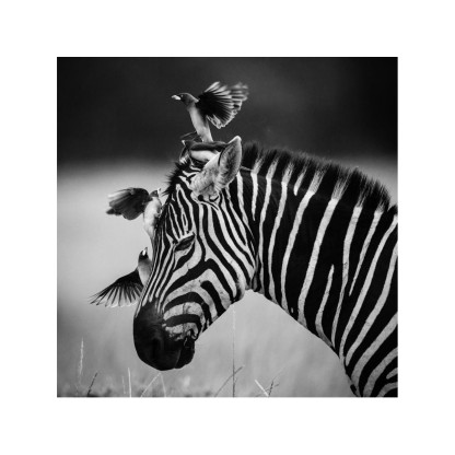 Акустические стеновые панели MOMENTI LB-009