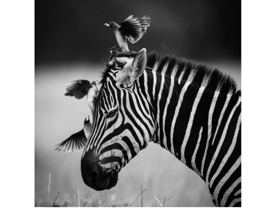 Акустические стеновые панели MOMENTI LB-009