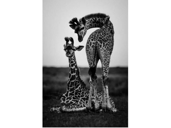 Акустические стеновые панели MOMENTI LB-003