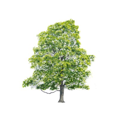 Картина Magis TREE SUMMER